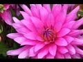 Kasımpatı (krizantem) Çiçeği Bakımı - YouTube