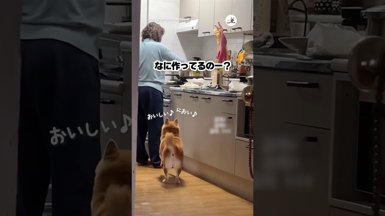 何作ってんの〜？｜PECO