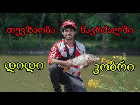 თევზაობა ნაკრძალში დიდი კობრები