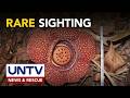 Rare Rafflesia lagascae, muling namukadkad sa Doña Remedios Trinidad, Bulacan