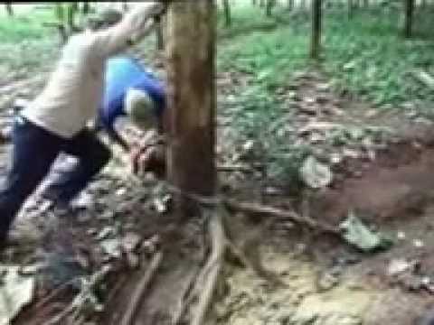 Cara Penebangan Pohon Jati Emas Tectona grandis Umur 5 Tahun YouTube Cara Penebangan Pohon Jati Emas Tectona grandis Umur 5 Tahun YouTube
