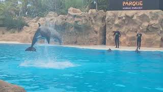 Dolphin Show - Loro Park (Feeling HOT HOT HOT)