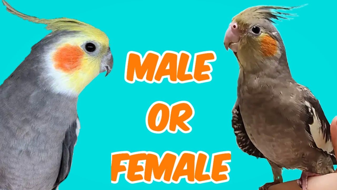 ms.cockatiel Cockatiel Cross Stitch Pattern, code TA-092 Tanya Amity | Buy