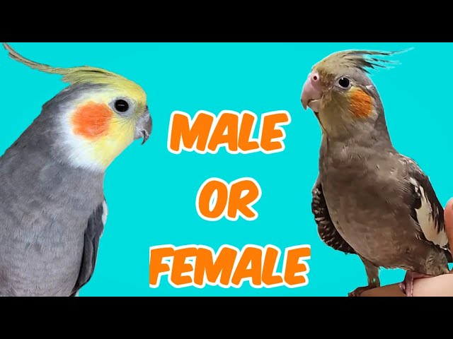 Cockatiels Gender Identification || Normal Grey Cockatiel Gender