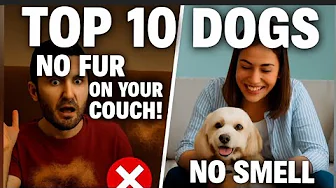 Top 10 Dog Breeds That Don't shed or smell | Small Dog Breeds That Don't Shed | Love your dog. Top 10 Dog Breeds That Don't shed or smell | Small Dog Breeds That Don't Shed | Love your dog.