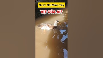 chợ Bình Thủy Cần Thơ Mùa Nước Ngập xuất hiện con vịt đi lạc của ai