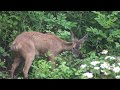 Deer, Roe Deer, it&#39;s raining.  Gentle summer rain doesn&#39;t stop a roe deer from browsing for lunch.