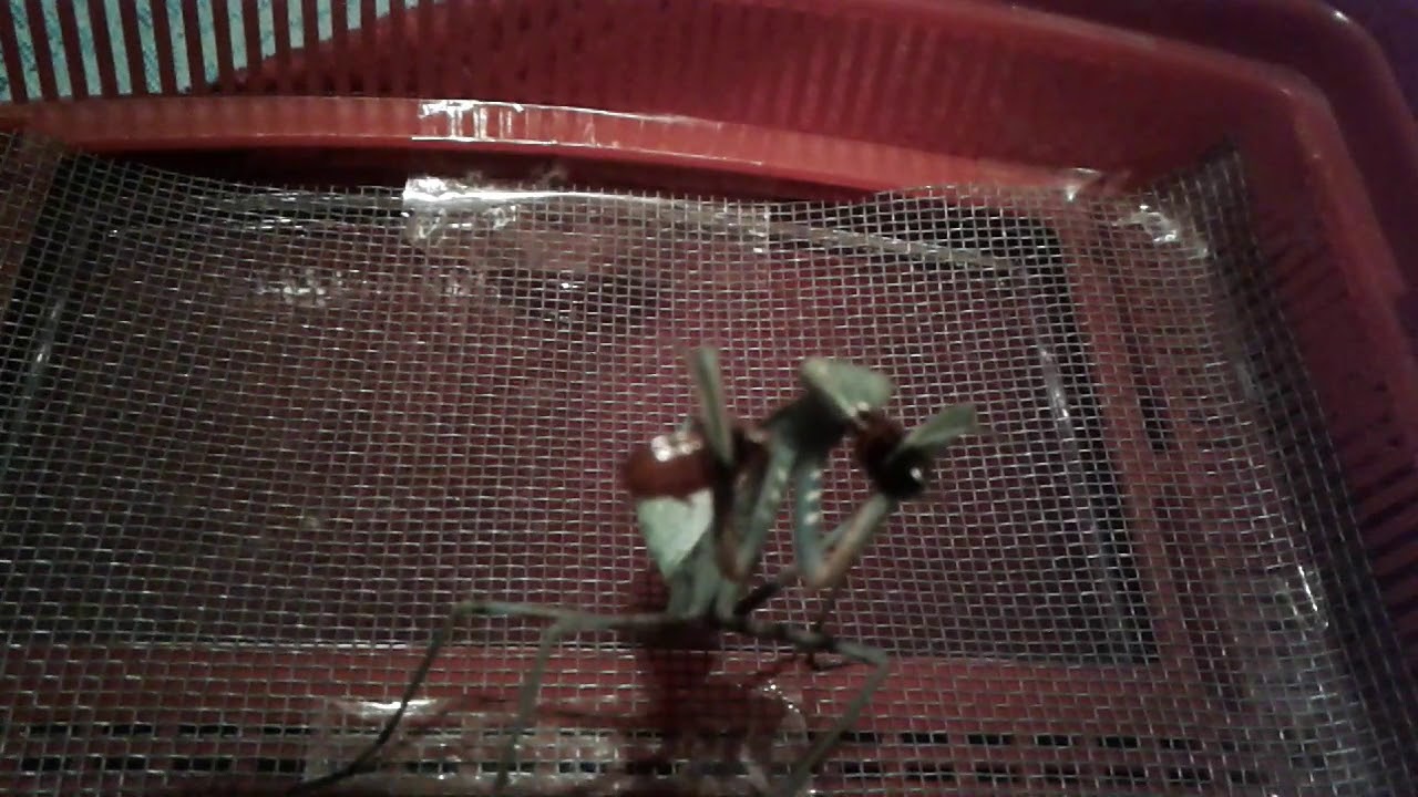 Sphodromantis viridis