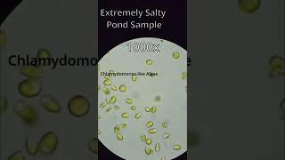 Extremely Salty water pond #Dunaliella_salina #biology #science #Algae #interesting