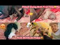 Pitbull giving birth first timerip  newborn puppes huarock bloodline