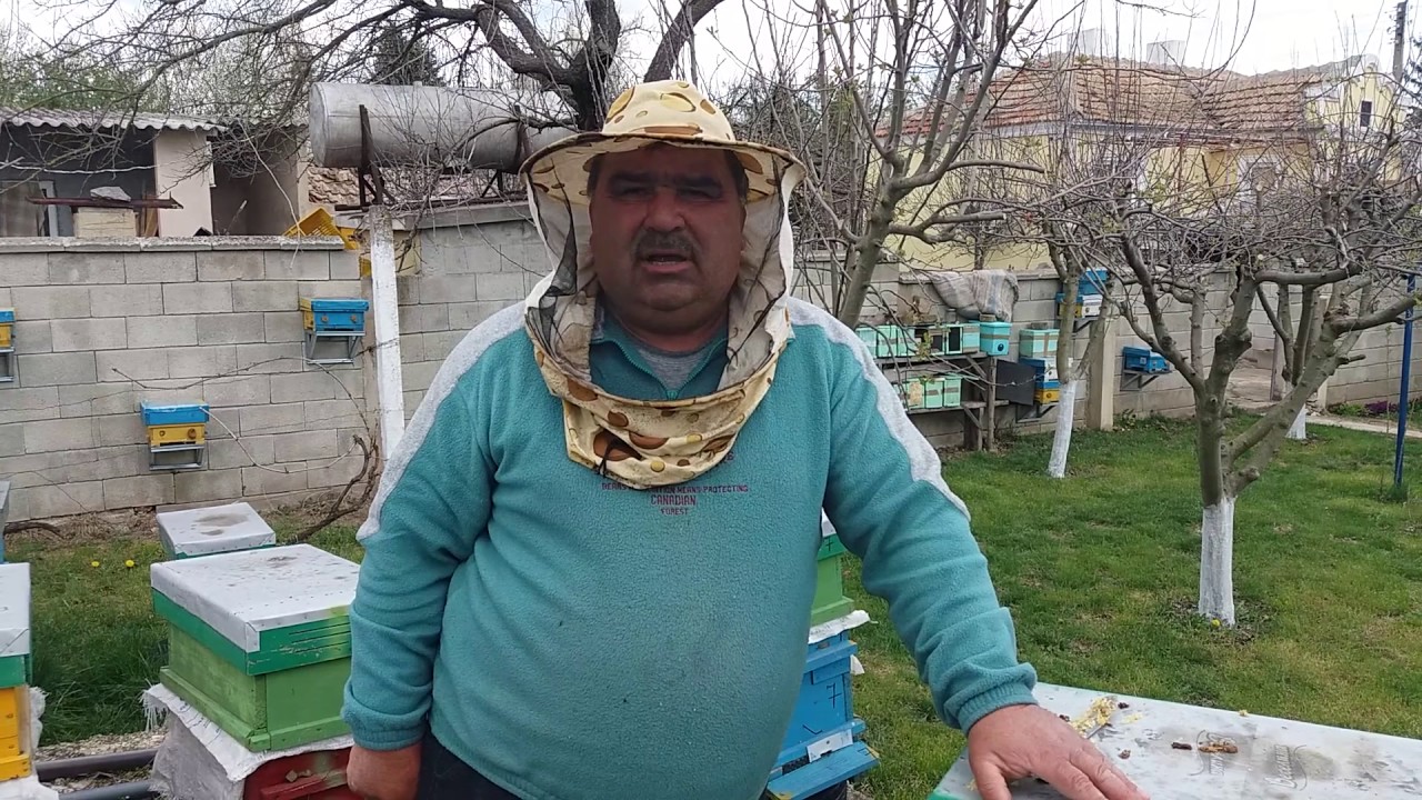 Пчелни майки sevdat yakub  12