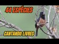 Aves lindas do Brasil, cantando livres!