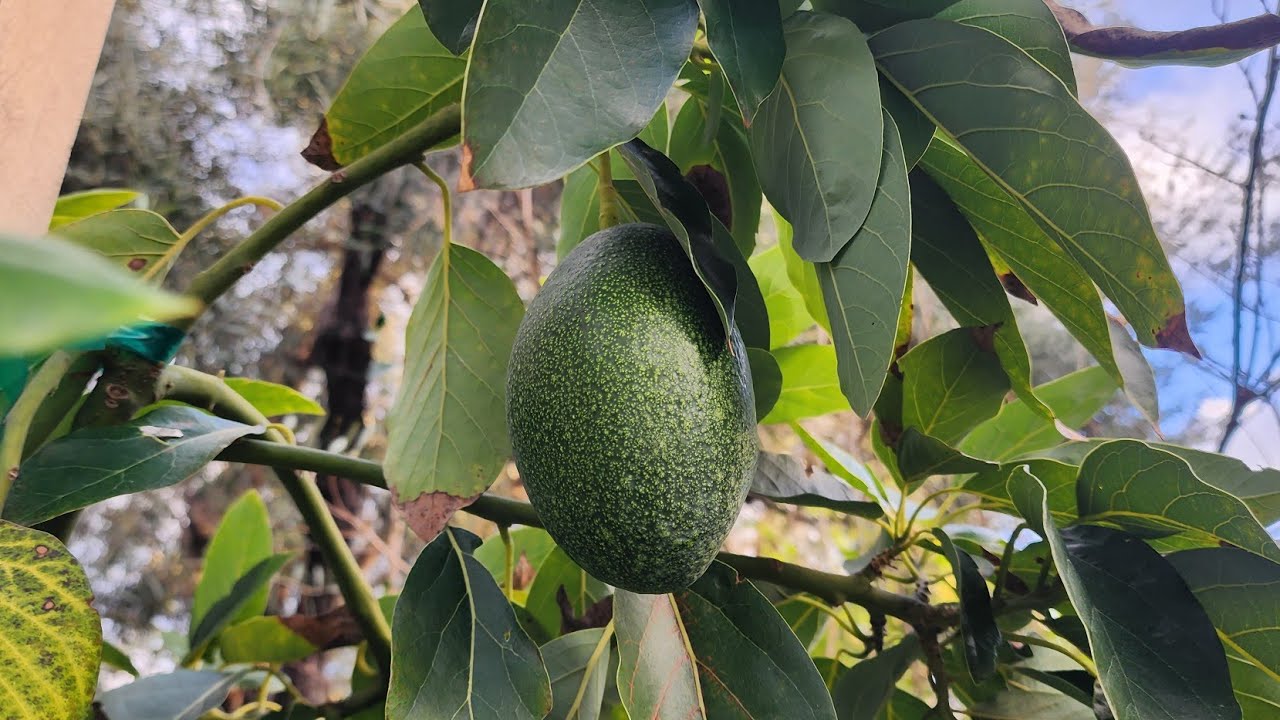 What does ChatGPT think are the Best Avocado Trees to Grow at Home? YouTube