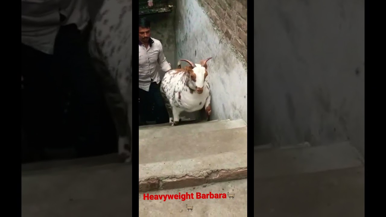 Heavyweight Barbara Bakra 🐐