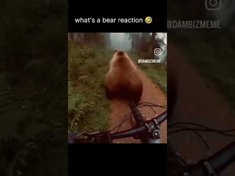 what's a bear reaction #funny #viralvideo #shortsvideo