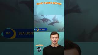 Unbelievable Intelligence of Sea Lions: Our Aquatic Allies #SeaLions #MarineLife