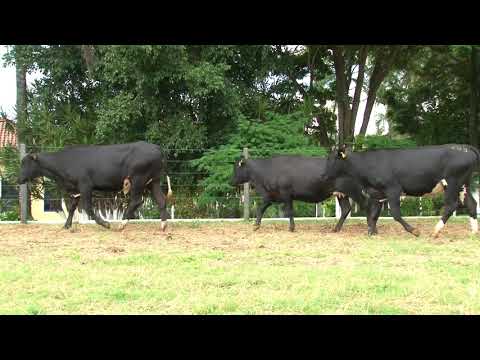 LOTE 208   LEILÃO 20 ANOS SANTA LUZIA   DIA 25 DE ABRIL, 10 HORAS   REMATEWEB PLUS