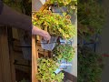 RailScapes™️ Plant Hangers by PlantTraps.com #garden #plants #entrepreneur #diyprojects