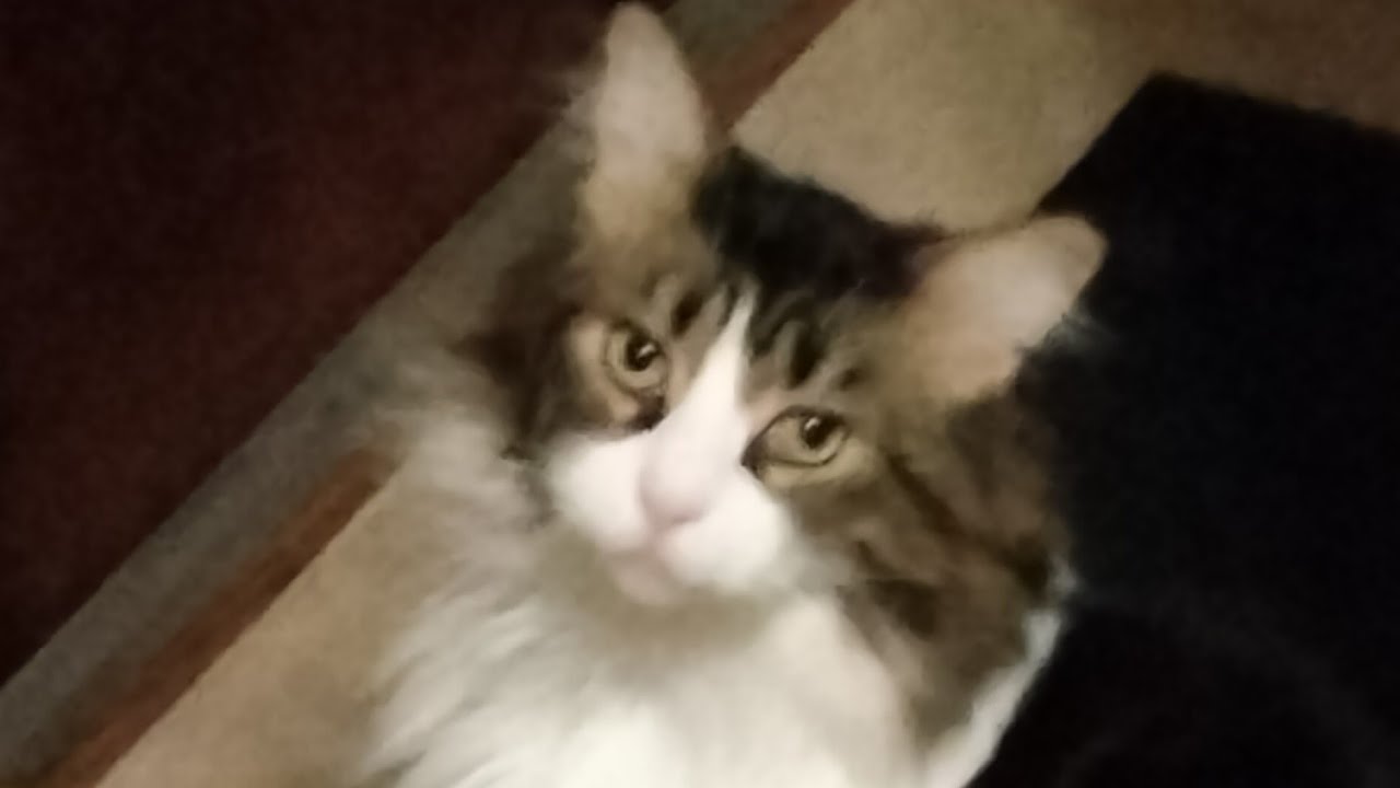 Destiny 2 - Final Grind For Ascendancy Rocket Launcher Ornament