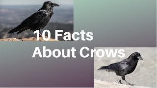 Celebrity 10 Facts About Crows Profile