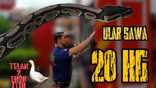 Ular sawa batik 20kg berjaya ditangkap