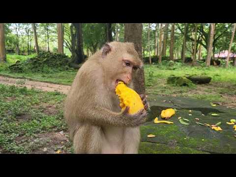 Watch Beautiful Pregnancy Rainbow  Monkey Enjoy Mango Yummy for Breakfast!