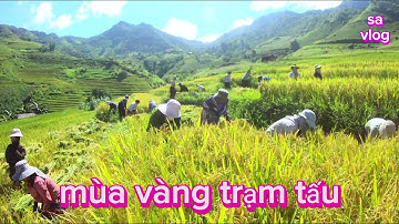 Cùng người dân gặt lúa trên ruộng bậc thang / Sa vlog