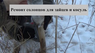 Ремонт солонцов для зайцев и косуль, добавляем соль в солонцы для животных