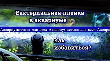 Лайфхак. Избавляемся от бактериальной пленки!