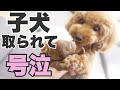 【子犬が産まれたらする事】出産後0-3日/子犬を渡したくない母犬/トイプードルブリーダー