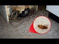 How to Get Rid of Roaches for Good (Fast & Naturally)