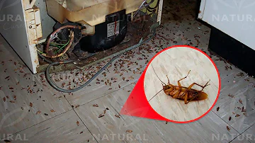 How to Get Rid of Roaches for Good (Fast & Naturally)