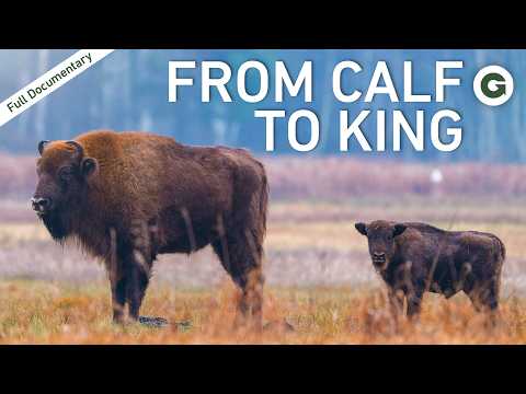 Bison Nation: The Life of a Yellowstone Giant | Full Documentary