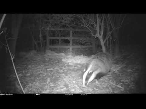 Badger Watch: 28/10/22 21:31