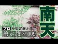 ナンテン(南天)の剪定方法を解説、基本的内容から丁寧に、1動画で2回やります。初心者向け、剪定教室009