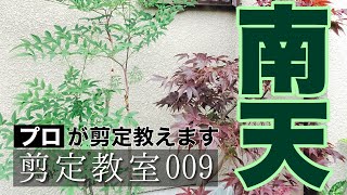ナンテン 南天 の剪定方法を解説 基本的内容から丁寧に １動画で２回やります 初心者向け 剪定教室009 Youtube