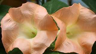 Will You Grow Show: Are You Clairsentient?