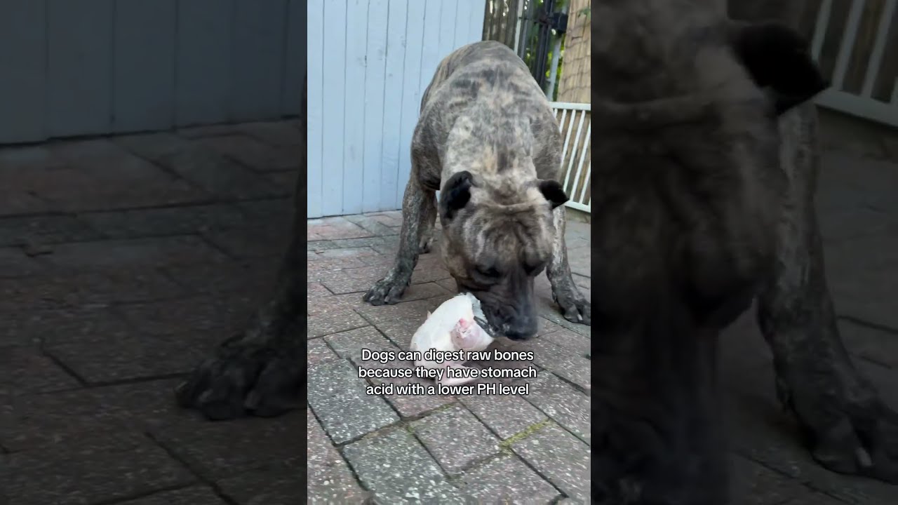 Why Is It Ok To Feed Your Dog Raw Chicken Bones 