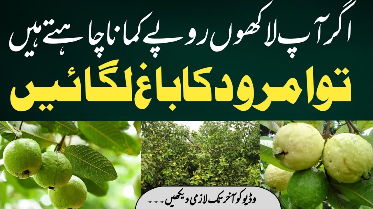 Guava (Amrood) tree pruning | Guava Farming Business | Altaf Hussain Yad 