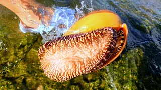 10kg of papaya snails. The beach after the typhoon is full of seafood