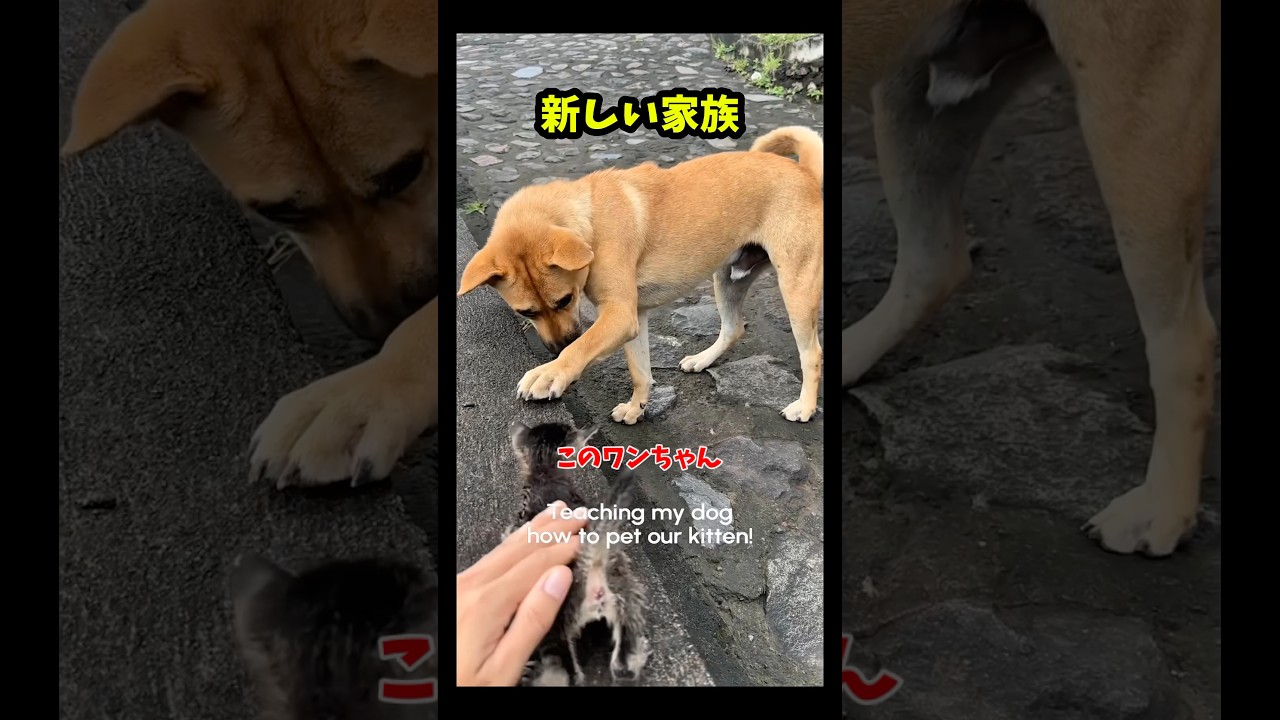 新しい家族