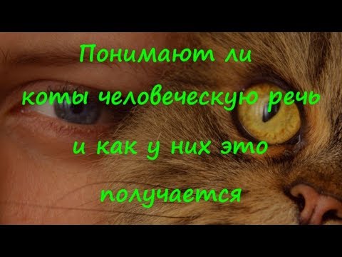 ПОНИМАЮТ ЛИ КОТЫ ЧЕЛОВЕЧЕСКУЮ РЕЧЬ и как у них это получается DO CATS UNDERSTAND HUMAN SPEECH