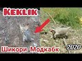 Шикори Модкабк бо Халкаи Точики дар кухои Дарвоз 2020 . Охота на Куропатка (Кеклик) вТаджикистане