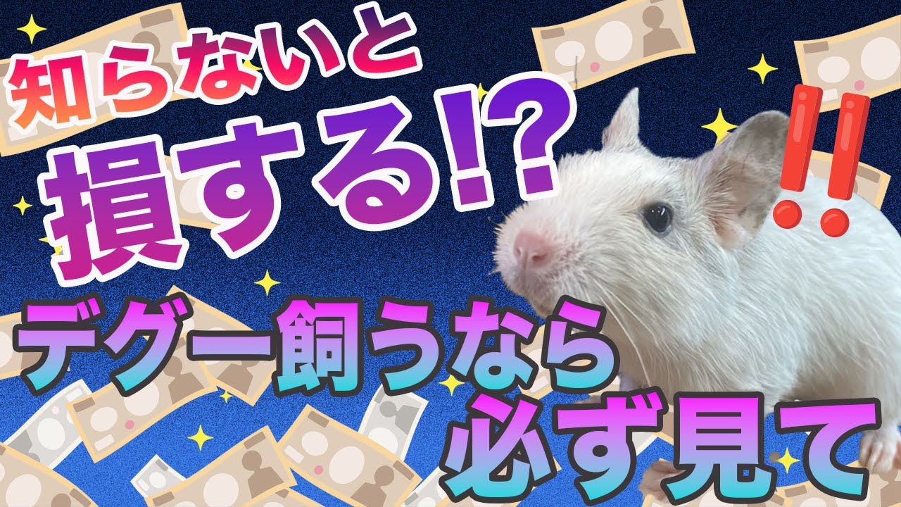 デグーを迎える前に知ってほしい・・・デグーのメッカ渾身のお得な