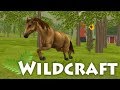 Life As A Wild Horse?! 🌿 WildCraft • #2
