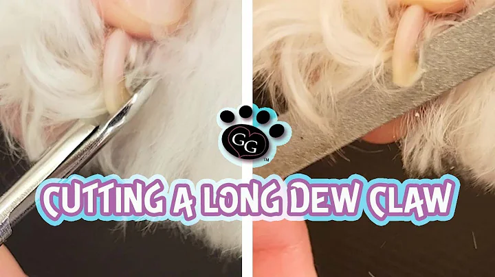Cutting (and Filing) a Long Dewclaw - How to Cut a Dewclaw on Dogs - Gina's Grooming