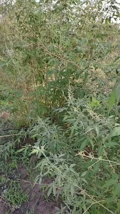 Nirgundi plant for arthritis and joint swelling, pain
