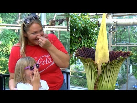 Stinky Corpse Flower