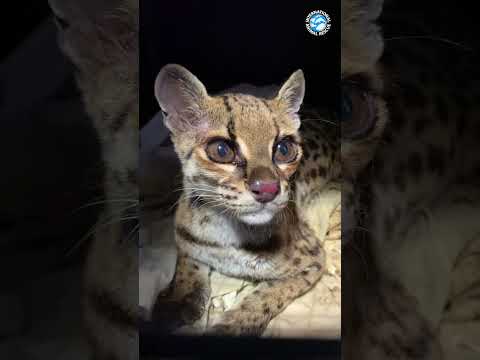 Videó: Margay - hosszúfarkú macska: fajleírás