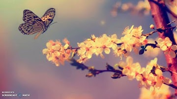 خواتيم سورة النساء بصوت أشرف أسامة